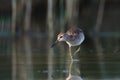 Funny walk of Wood Sandpiper at the lake shallow water