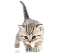 Funny walking cat kitten Royalty Free Stock Photo
