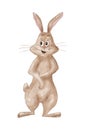 Funny Watercolor Bunny. Illustration of Rabbit Isolated on White Background. Children's Illustration of a Pet