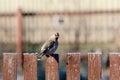Funny waxwing sits on a fence Royalty Free Stock Photo