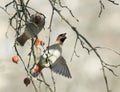 Funny waxwings eating apples in the Park wide open beak