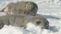 Funny weddell seal enjoy antarctica ice landscape