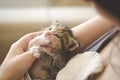 Funny 3 weeks old adopted calico kitten being super cute