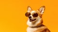 Funny welsh corgi dog in cook sunglasses ready for vacation in hot sunny country, yellow background, copy space. Generative AI