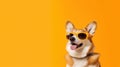 Funny welsh corgi dog in cook sunglasses ready for vacation in hot sunny country, yellow background, copy space. Generative AI