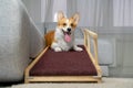 A funny welsh corgi pembroke dog, lies and smiles on a home ramp. Safe of back health in a small dog Royalty Free Stock Photo