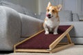 A funny welsh corgi pembroke dog, sits on a home ramp. Safe of back health in a small dog Royalty Free Stock Photo