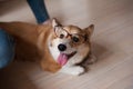 Funny Welsh Corgi Pembroke puppy with glasses home, cute smiling dog Royalty Free Stock Photo