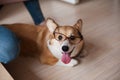 Funny Welsh Corgi Pembroke puppy with glasses home, cute smiling dog Royalty Free Stock Photo