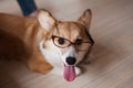 Funny Welsh Corgi Pembroke puppy with glasses home, cute smiling dog Royalty Free Stock Photo