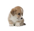 Funny Welsh Corgi Pembroke puppy isolated on white background Royalty Free Stock Photo