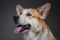 Funny welsh redhead adult corgi dog waiting food. Royalty Free Stock Photo