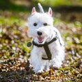 Funny West Highland White Terrier dog is running Royalty Free Stock Photo