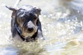 Funny wet Biewer Yorkshire Terrier puppy dog swims in a crystal clear sea Royalty Free Stock Photo