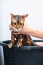 Funny wet cat. Bath or shower to Bengal breed cat. Pet hygiene concept Royalty Free Stock Photo