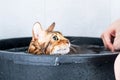 Funny wet cat. Bath or shower to Bengal breed cat. Pet hygiene concept Royalty Free Stock Photo