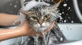 Funny wet cat gets a bath from a girl, a playful scene filled with feline antics, Ai Generated