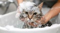 Funny wet cat gets a bath from a girl, a playful scene filled with feline antics, Ai Generated