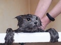 Funny wet cat wash in the bathroom Royalty Free Stock Photo