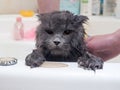 Funny wet cat wash in the bathroom Royalty Free Stock Photo