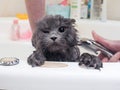 Funny wet cat wash in the bathroom Royalty Free Stock Photo