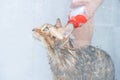Funny wet cat washing at shower cabin. Bathing or showering to bengal breed Cat. Pet hygiene concept
