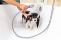 Funny wet dog in bathtub