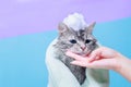 Lovely fluffy cat. Pets and lifestyle concept.