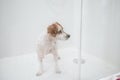 funny wet jack russell dog standing in shower ready for bath time. Pets indoors at home Royalty Free Stock Photo