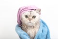 Funny wet white cat, after bathing, wrapped in a blue towel in a violet cap on his head