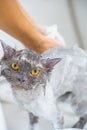 Funny wet a white persian cat or kitten and orange eyes bath or shower in groomer salon grooming concept, Pet shop, accessories Royalty Free Stock Photo