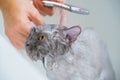 Funny wet a white persian cat or kitten and orange eyes bath or shower in groomer salon grooming concept, Pet shop, accessories Royalty Free Stock Photo