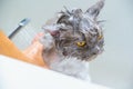 Funny wet a white persian cat or kitten and orange eyes bath or shower in groomer salon grooming concept, Pet shop, accessories