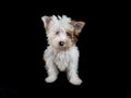 A funny white blue-eyed puppy sits on a black background and looks into the camera. Little Yorkie puppy looks funny at Royalty Free Stock Photo