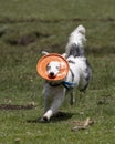 Black and white dog with orange frisbee around face