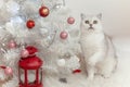 A funny white British cat sits near a Christmas tree with its front paw raised Royalty Free Stock Photo