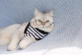A funny white British cat in a striped t-shirt and glasses lies on a blue knitted blanket. Royalty Free Stock Photo