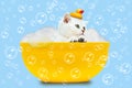 Funny white british cat washes in a bath with a rubber duck Royalty Free Stock Photo