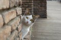 A funny white cat with colorful back peeks out from behind an old red brick wall Royalty Free Stock Photo