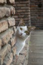 A funny white cat with colorful back peeks out from behind an old red brick wall Royalty Free Stock Photo