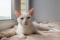 Funny white cat with green eyes is lying near to the window and looking into the camera. Royalty Free Stock Photo