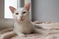 Funny white cat with green eyes is lying on a pink blanket near to the window. Royalty Free Stock Photo