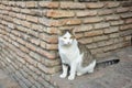 Portrait of wild cat Homeless cats on the streets of Tbilisi The cat is sitting.