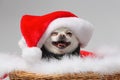 White chihuahuas wearing santa hat