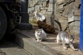 Portrait of a wild cat. Homeless cats on the streets of Tbilisi.