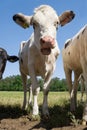 Funny white cow or heifer with open mouth stares into the camera Royalty Free Stock Photo