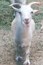 Funny white curious goat bleating behind a fence in a zoo or on a farm. Breeding livestock for milk and cheese. Domestic animals