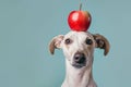 Funny white dog with red appe fruit on head in front of blue studio background Royalty Free Stock Photo