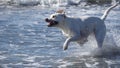 Funny white dog running and splashing in the ocean water at Del Mar dog beach in California Royalty Free Stock Photo