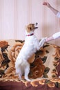 Funny white dog yawning at home closeup Royalty Free Stock Photo